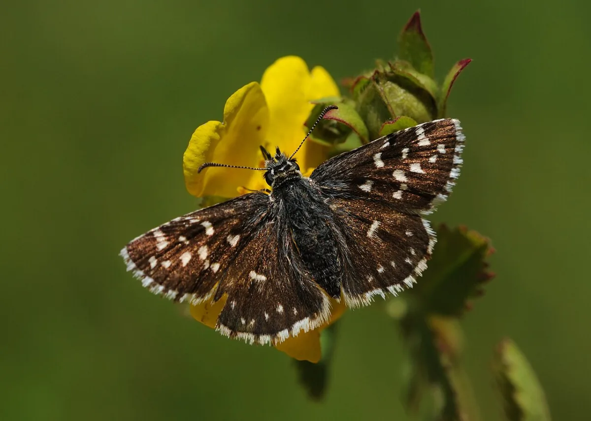 Aardbeivlinder met open vleugels op een gele bloem, donkerbruin met witte blokvormige vlekjes