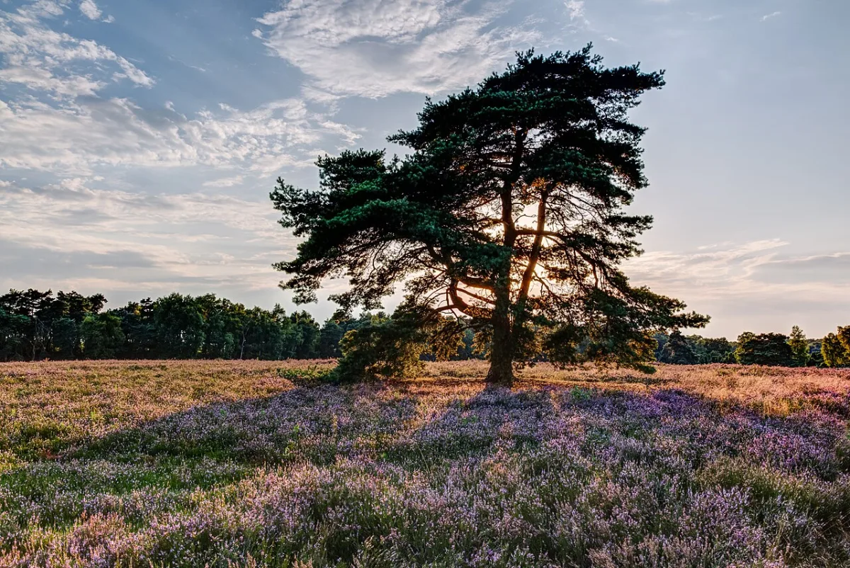 Bloeiende heide met een oude vliegden bij zonsondergang, een van de laatste schrale landschappen