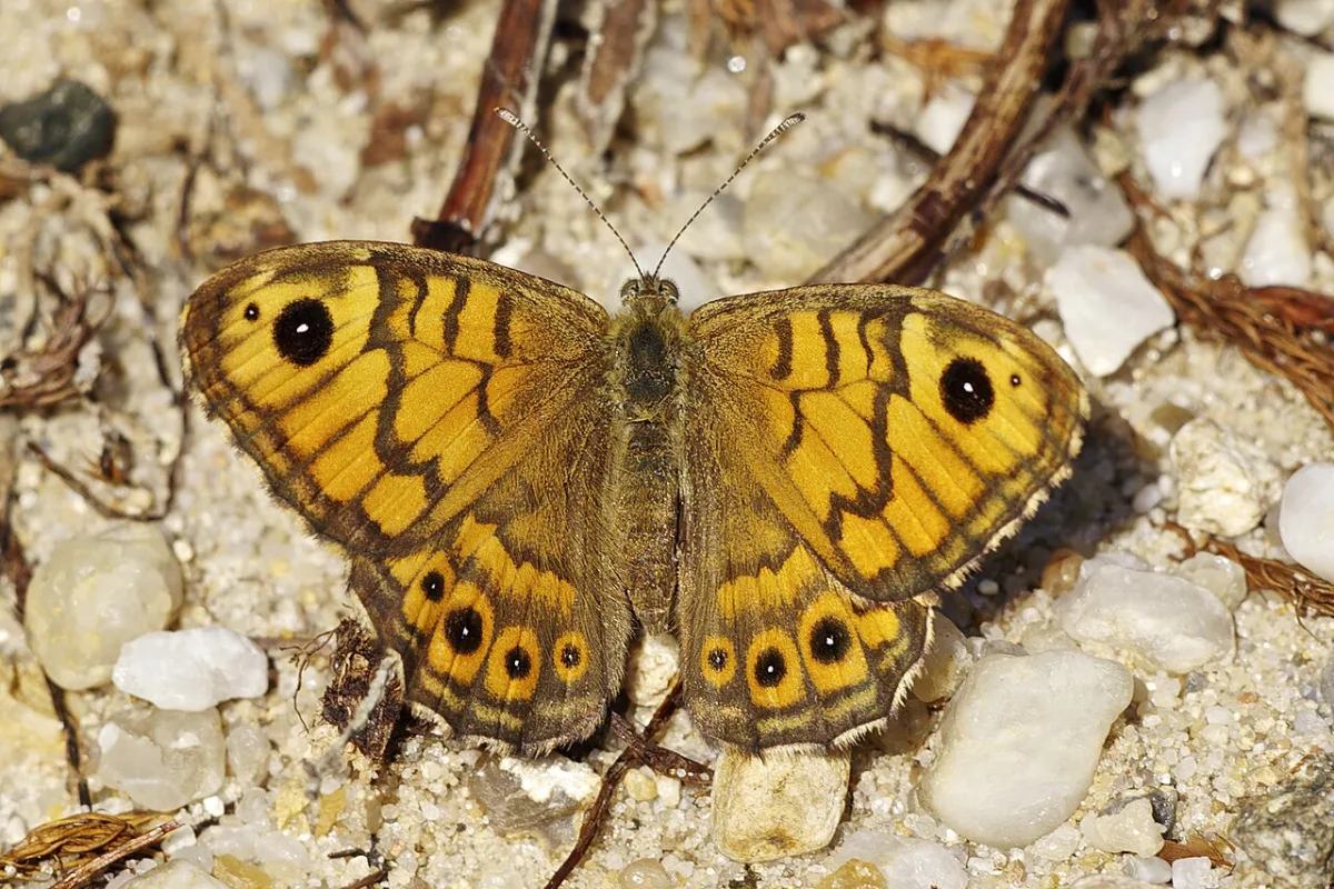 Argusvlinder met open vleugels op kiezelgrond, met de oranje vleugels vol bruine adering en zwarte oogvlekken