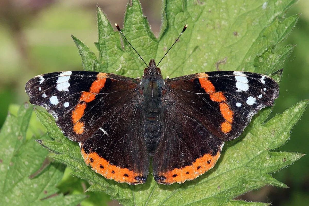 Atalanta met open vleugels op een brandnetelblad, met de oranjerode banden en witte vlekken duidelijk zichtbaar